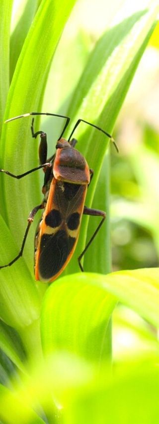 Poudre De Terre De Diatomée Pour Poulaillers Et Clapiers 450g
