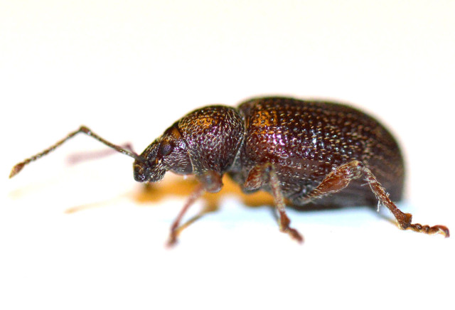 Photo du scarabé rainuré, un fléau qui affecte le jeune olivier.