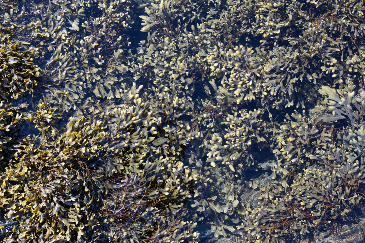 algues diatomées