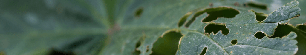 CocCochenille cotonneuse traitée avec de la terre de diatomées. Insecte sur lequel on peut appliquer de la terre de diatomées.