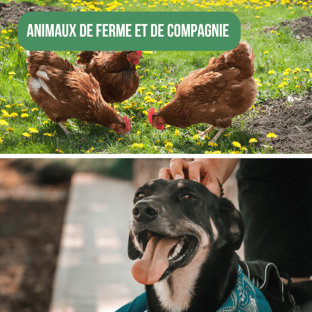 Terre de diatomée pour les animaux