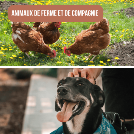 Terre de diatomée moulue pour les animaux